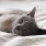 a cat sleeping on a bed